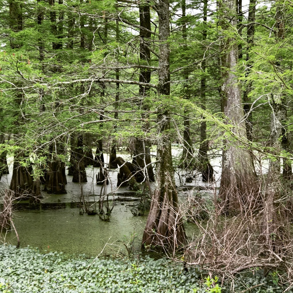 Dr. Johnathan Smith Bostick